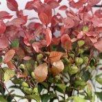 Červienka Fraserova (Photinia × fraseri) ´LITTLE RED ROBIN´ - výška 30-50 cm, kont. C3L